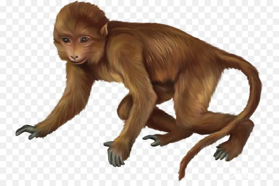 Macaco，Monos Bebés PNG