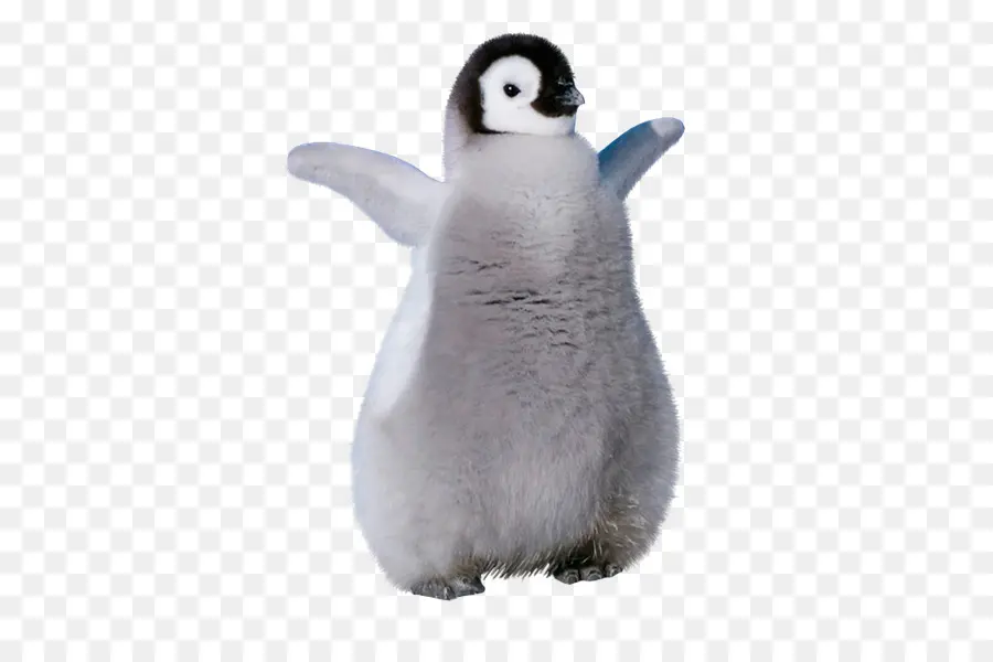 Pingüino，Pájaro PNG