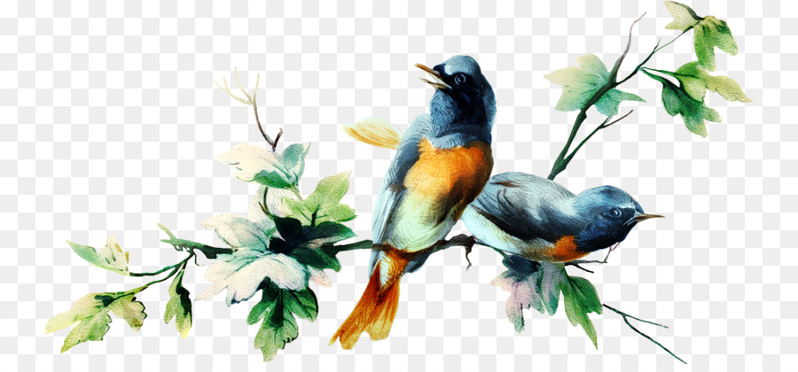 Pájaro，Illustrator PNG