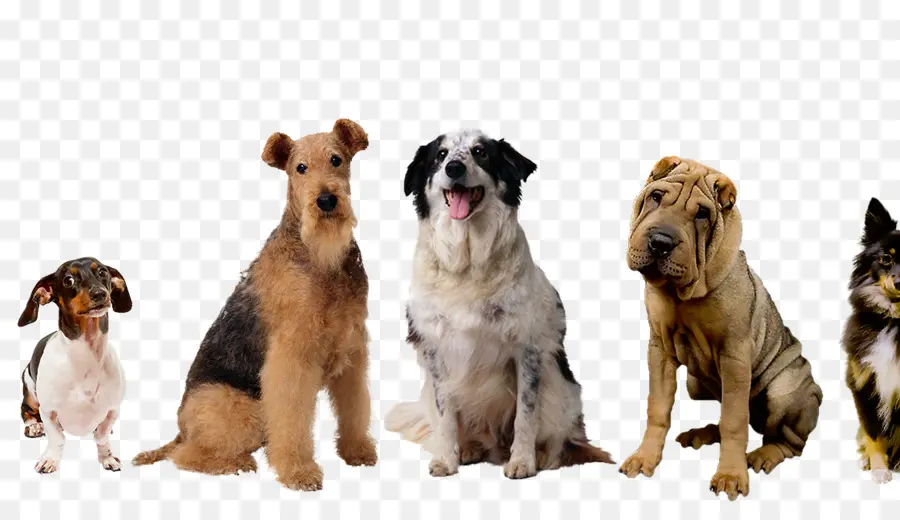 Grupo De Perros，Mascotas PNG