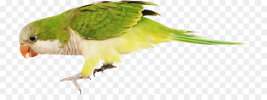 Budgericar，Perico PNG