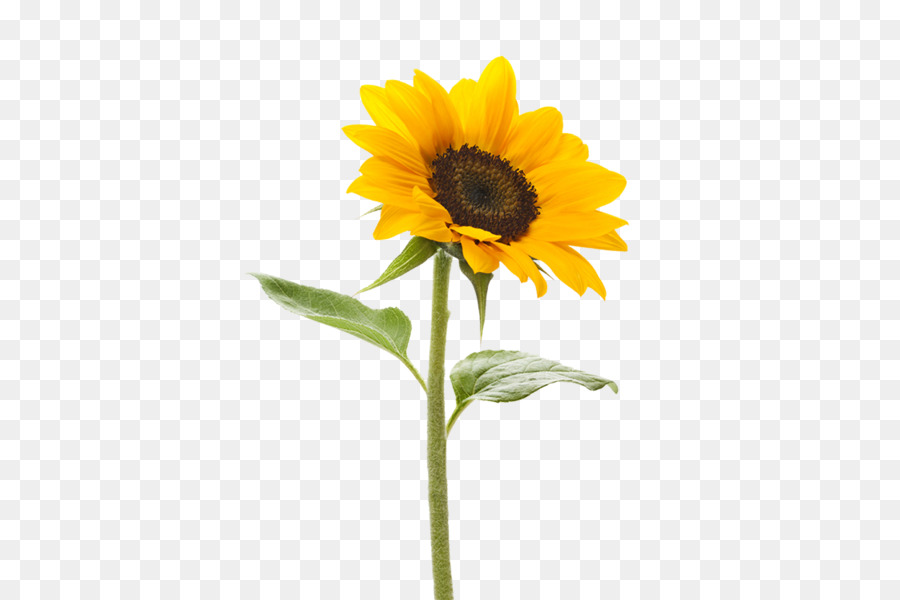 Girasol，Planta PNG