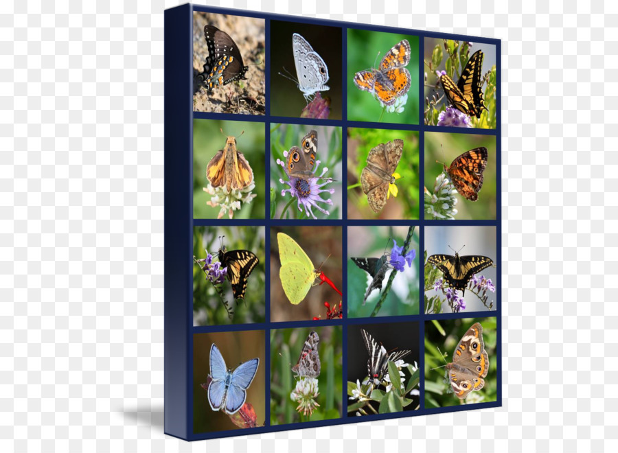 La Mariposa Monarca，Collage PNG