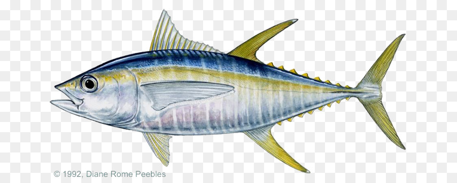 Atún Negro，Atún De Bigeye PNG