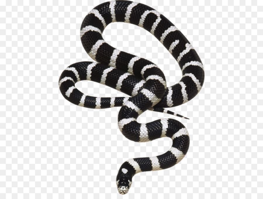 Serpiente，Reptil PNG