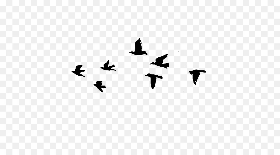 Aves，Vuelo PNG