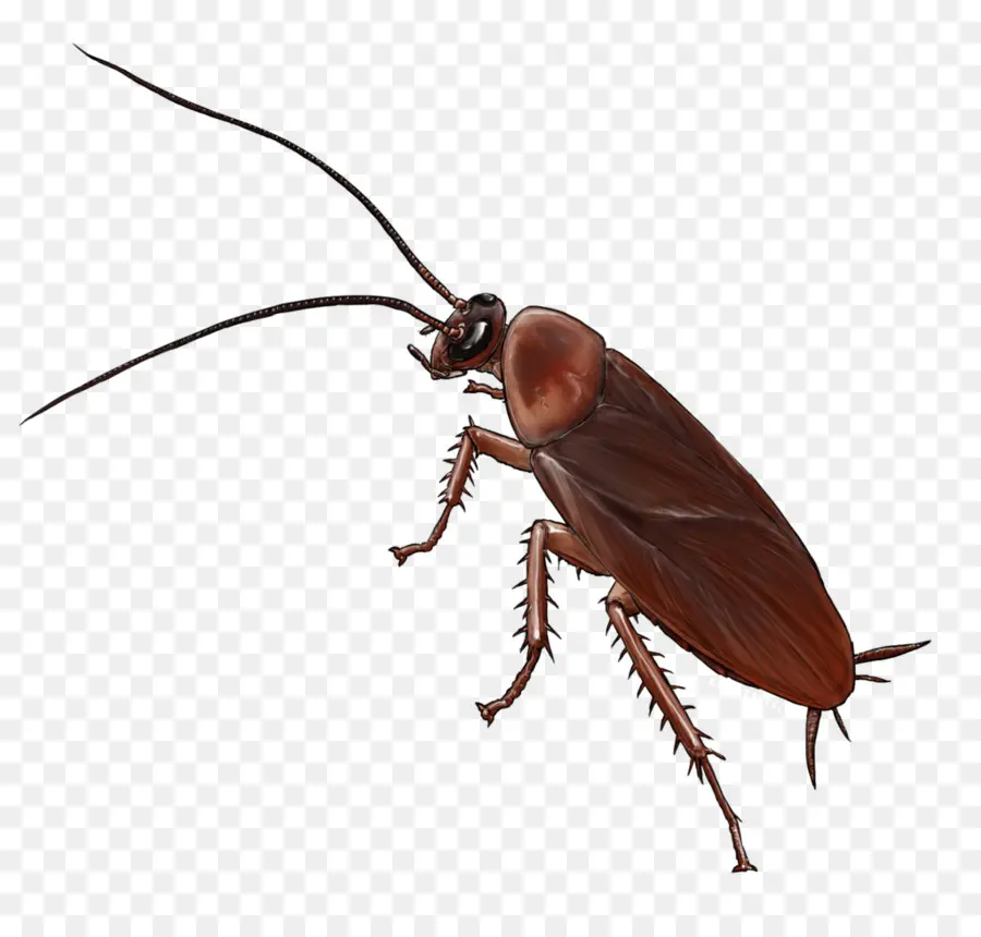 Cucaracha，Parásito PNG