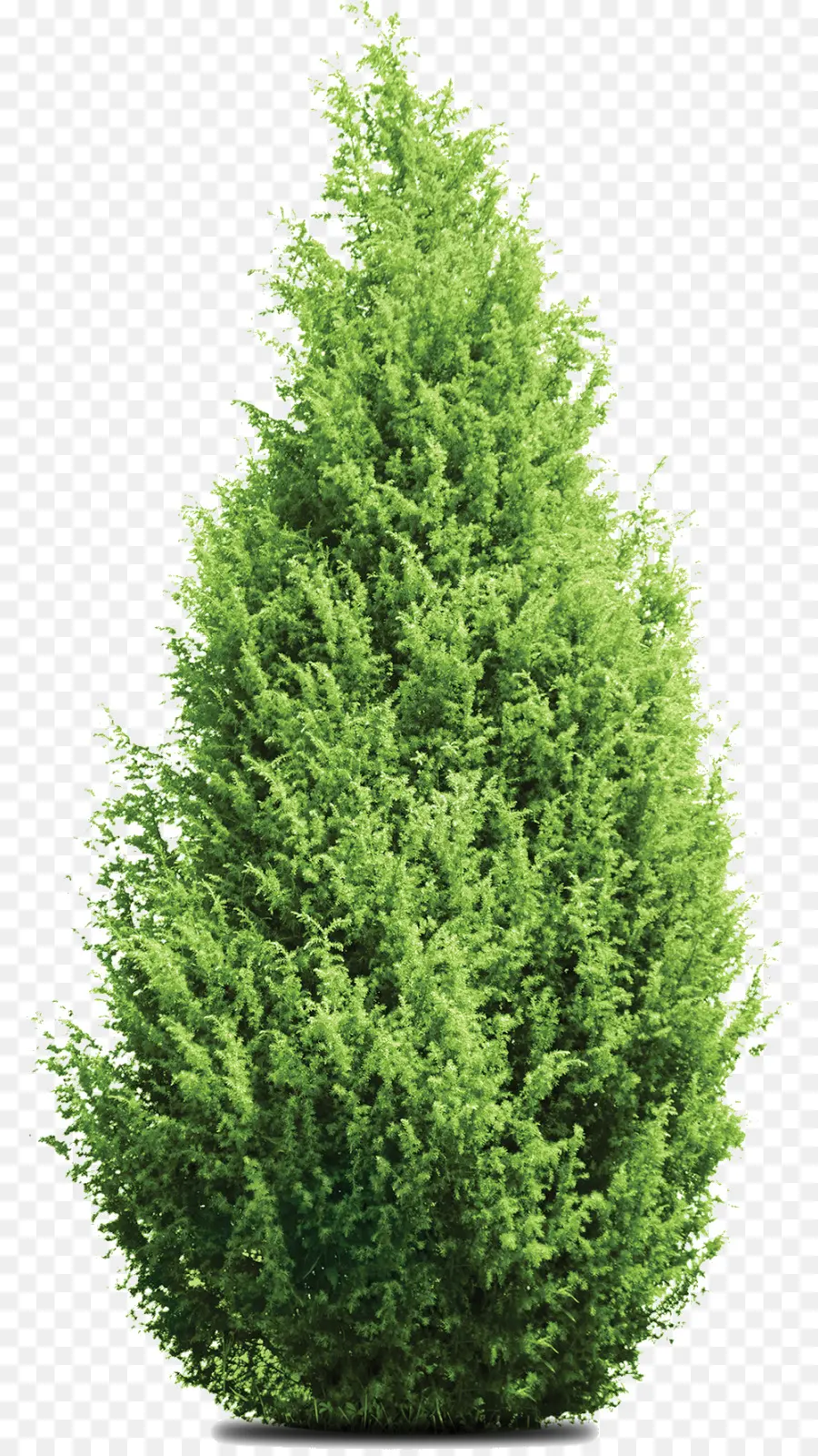 árbol Verde，Naturaleza PNG