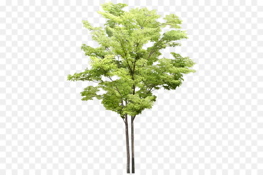 árbol，Cornejo Florido PNG