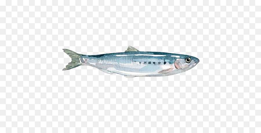 Sardina，Aceite De Pescado PNG