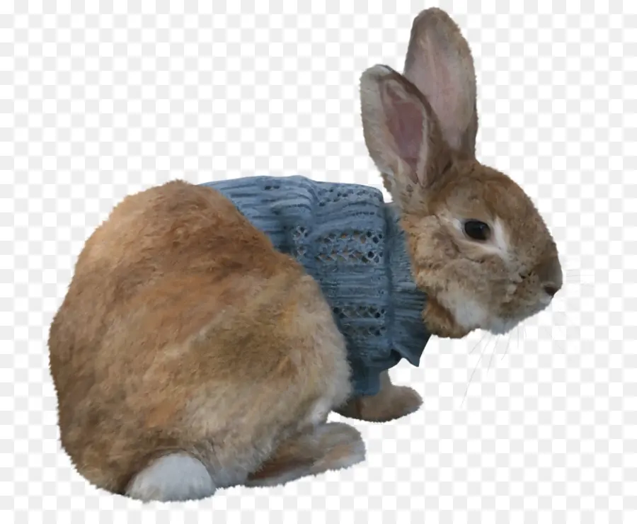 Conejo En Suéter，Ropa PNG