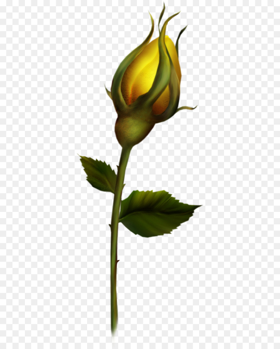 Bud，Rosa PNG