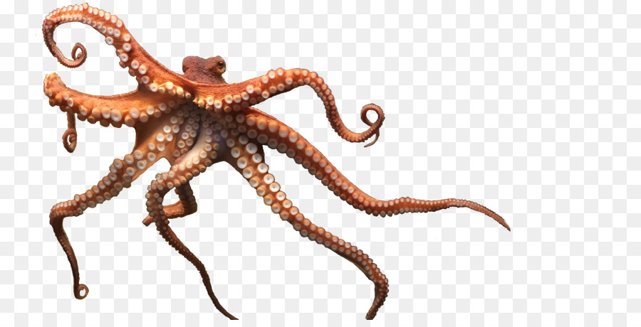 Pulpo，Enteroctopus Dofleini PNG