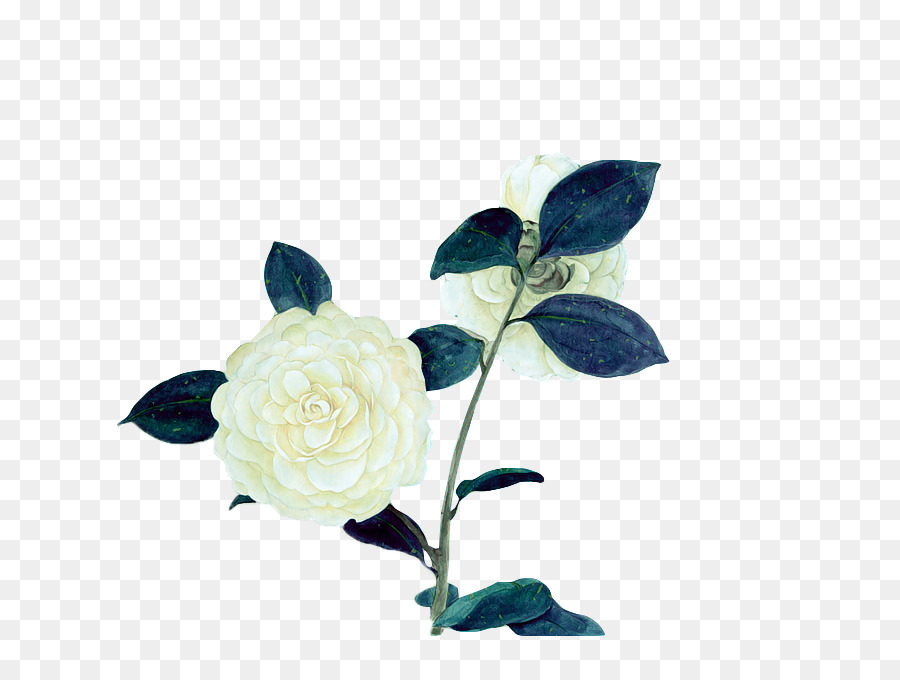 Flor，Blanco PNG