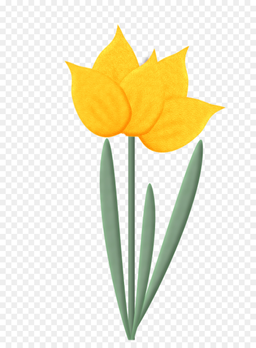 Tulipán，Flor PNG