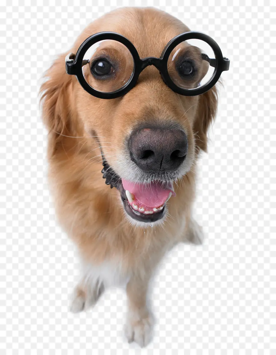 Perro Con Gafas，Mascota PNG