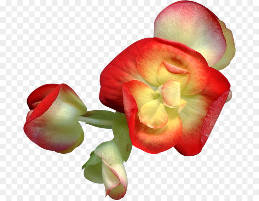 Flor，Pétalos PNG