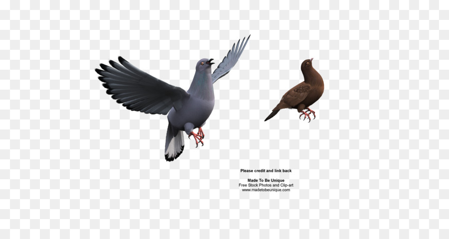 Pato，Columbidae PNG