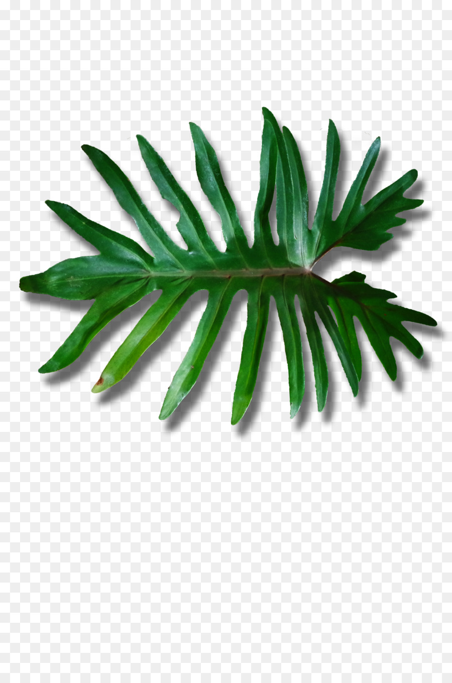 árbol Verde，Planta PNG