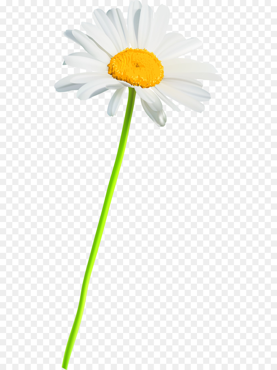 Flor Blanca，Margarita PNG