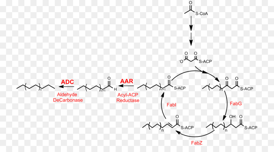 La Síntesis De ácidos Grasos，ácidos Grasos PNG
