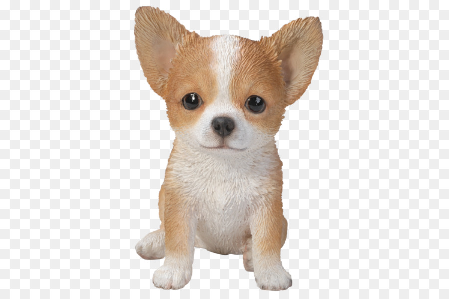 Chihuahua，Cachorro PNG