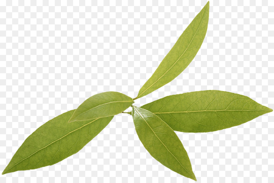 Hoja，Tallo De La Planta PNG