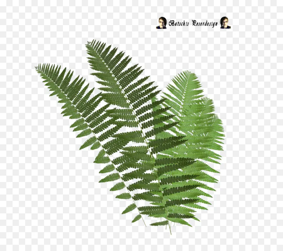 Fern，Hoja PNG