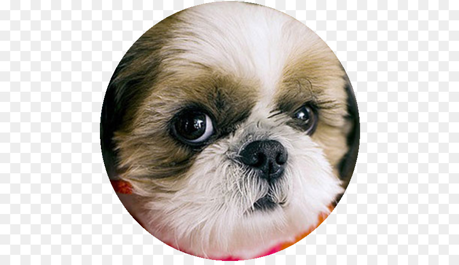 Shih Tzu，Imperial Chino Perro PNG