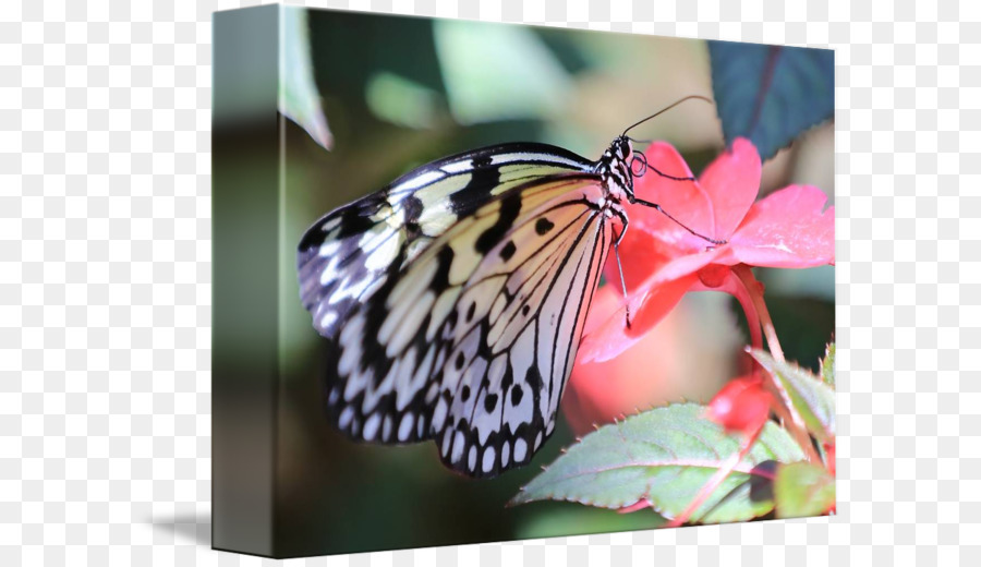 La Mariposa Monarca，Pieridae PNG