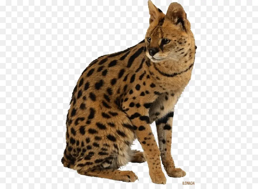 Gato Cerval，Gato PNG