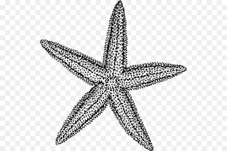 Estrella De Mar，Dibujo PNG