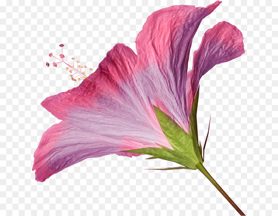 Flor，Blanco PNG