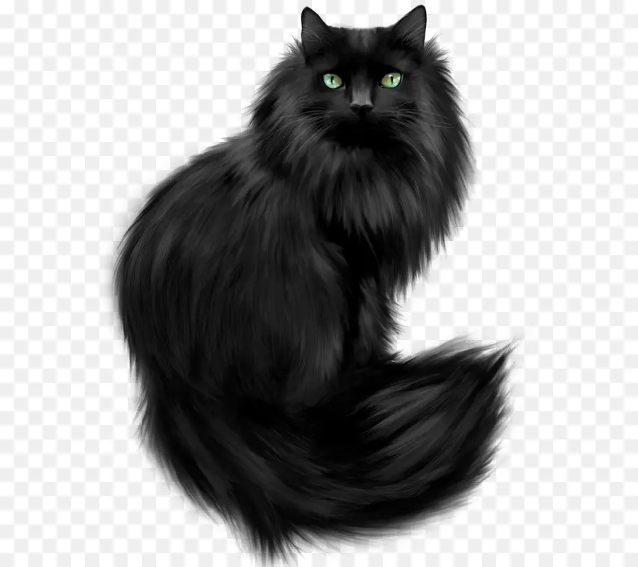 Gato Persa，Maine Coon PNG