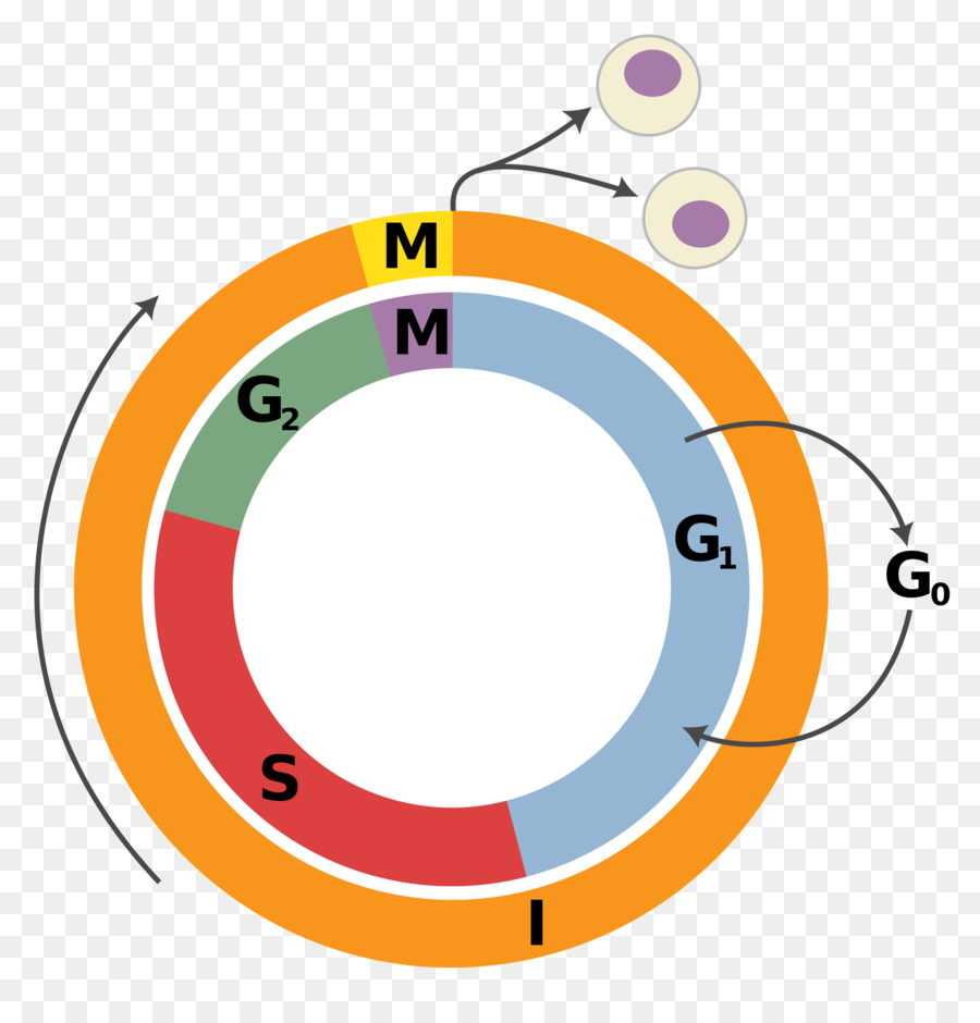 Ciclo Celular，La División Celular PNG