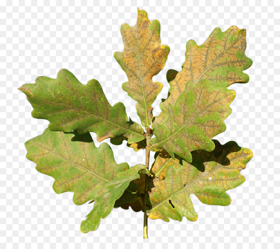 Hoja，Planta PNG