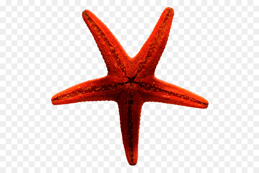 Estrella De Mar，Conejillo De Indias PNG