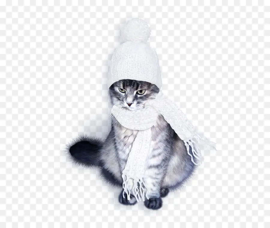 Gato En Ropa De Invierno，Sombrero PNG