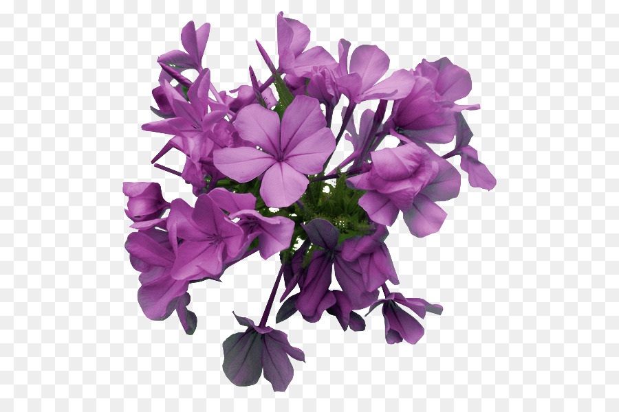 Flor，Florecer PNG