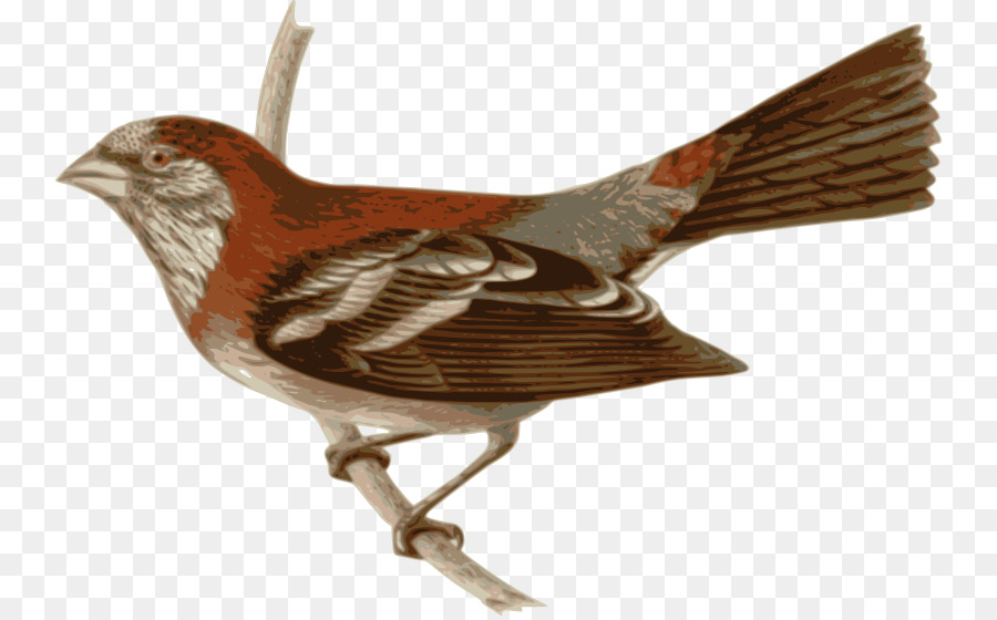 Pájaro，Vuelo PNG