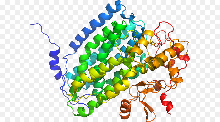 Betasecretase 1，Proteína De Transmembrana PNG