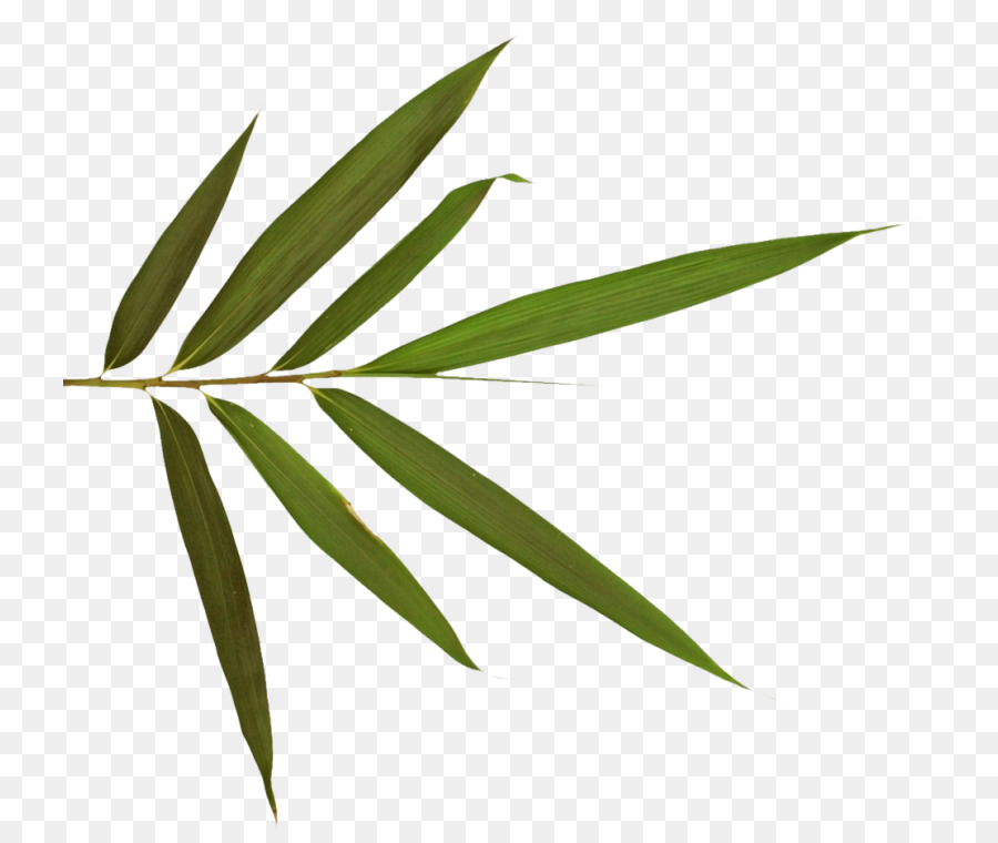 Hoja，Naturaleza PNG