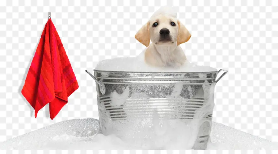 Labrador Retriever，Cachorro PNG