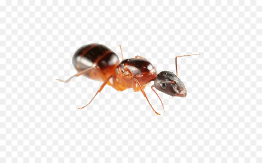 Ant，Carpenter Ant PNG