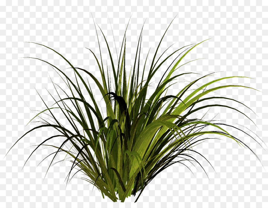 Planta Herbácea，Césped PNG