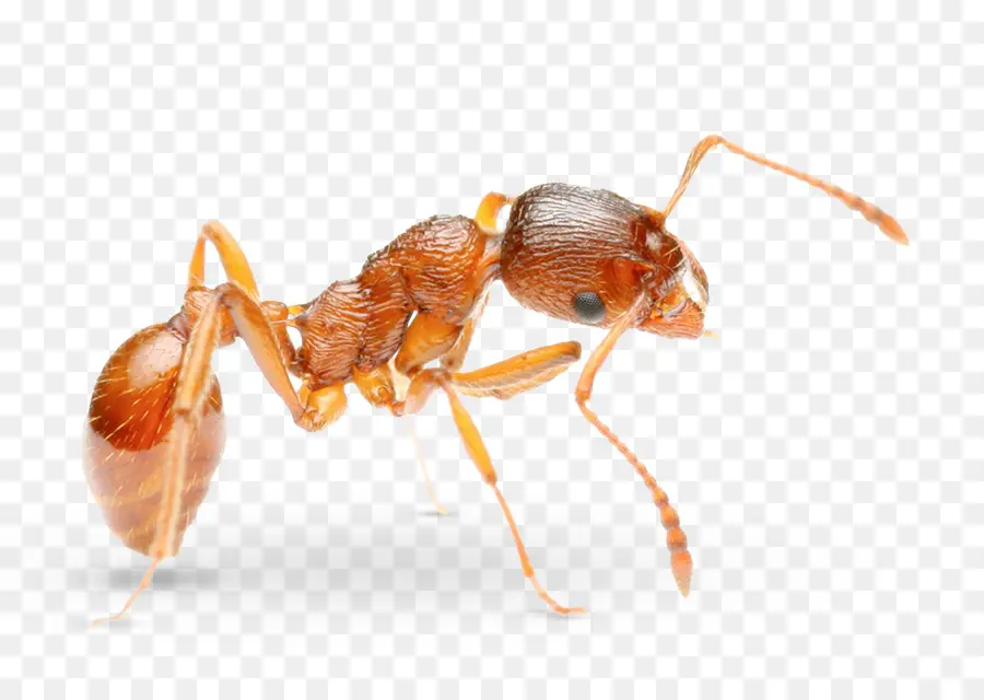 El Faraón Ant，Ant PNG