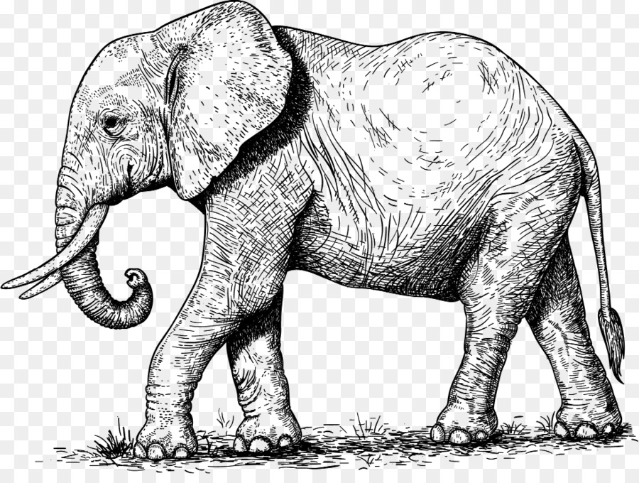 Fotografía De Stock，Elephant PNG