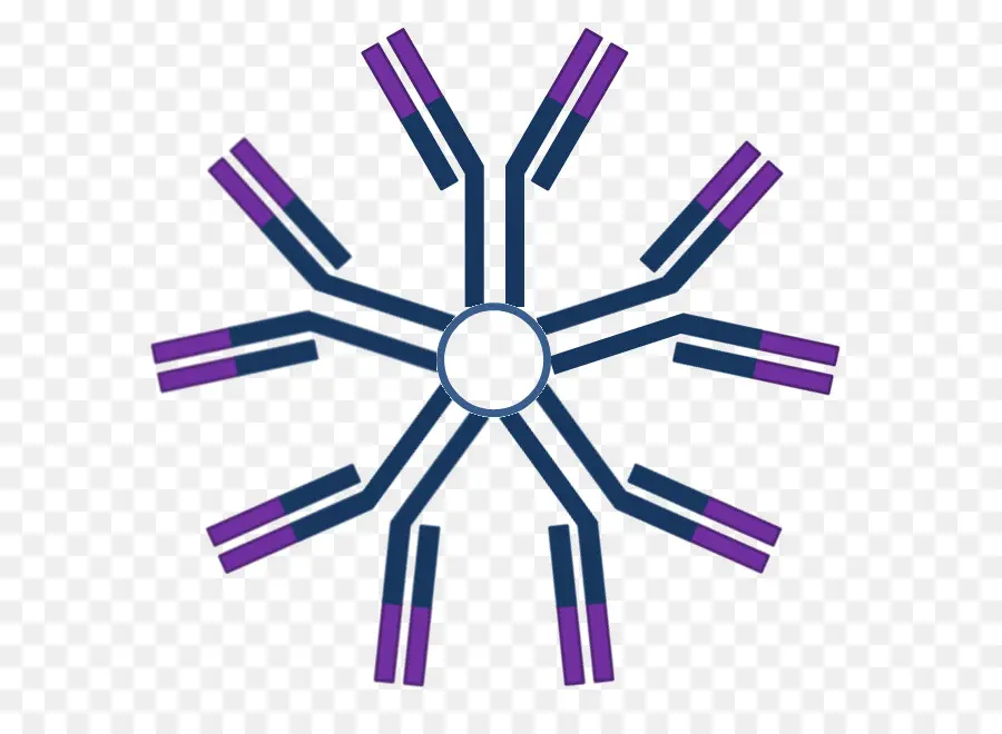 Estructura Del Anticuerpo，Inmunología PNG