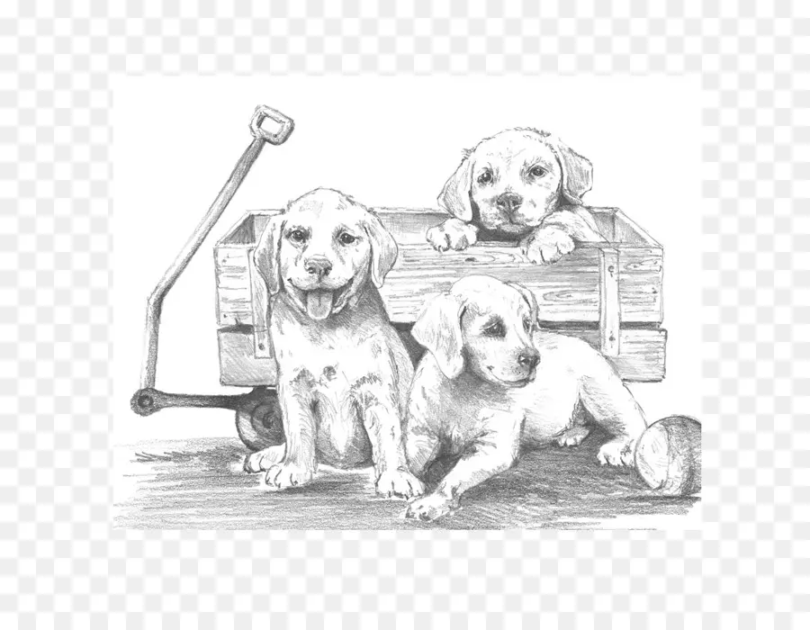 Cachorros，Perros PNG