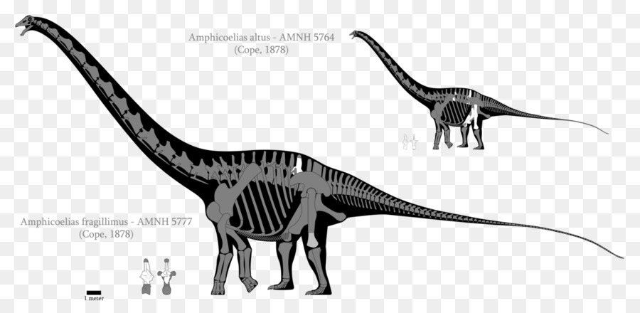 Amphicoelias，Dinosaurio De Tamaño PNG